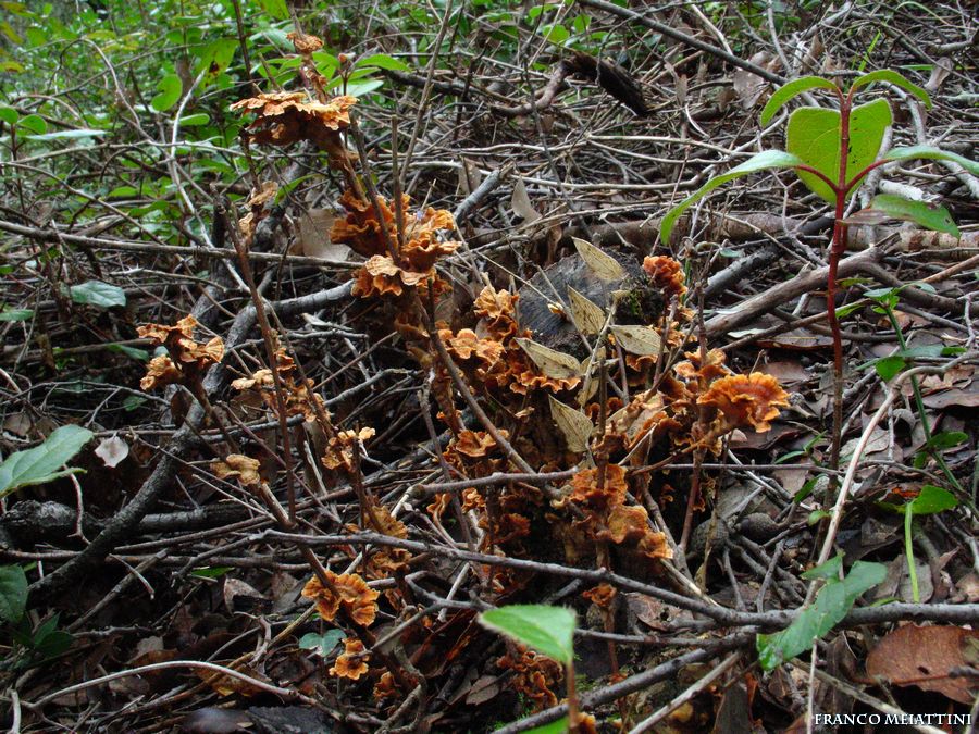 Ritrovamenti di fine Dicembre 2008  parte 1a