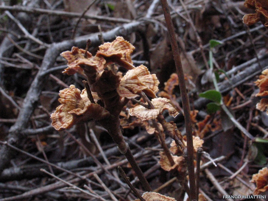 Ritrovamenti di fine Dicembre 2008  parte 1a