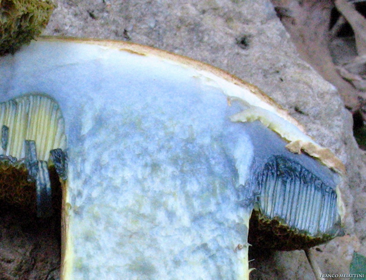 Xerocomus persicolor o armeniacus?