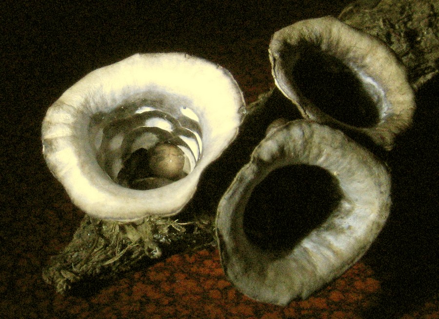 Cyathus olla