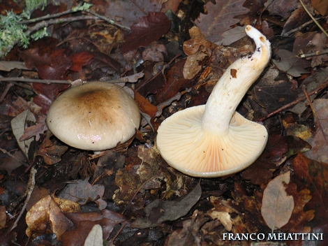 Inizio Dicembre 2008