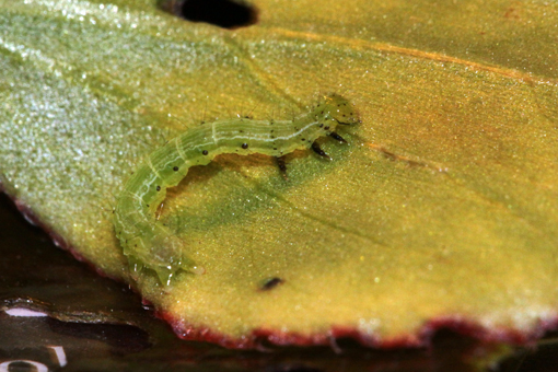 identificazione bruco su basilico