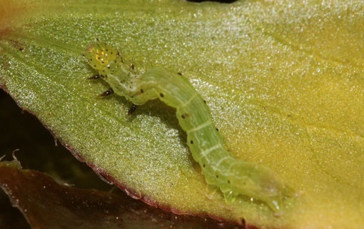 identificazione bruco su basilico