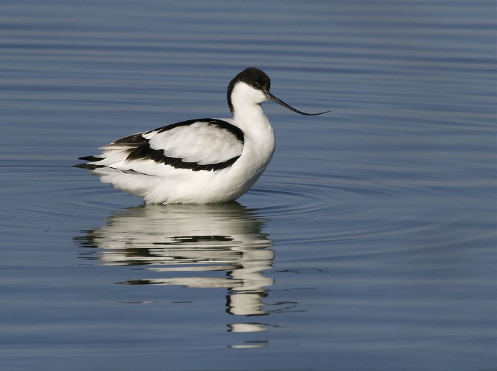 Avocette