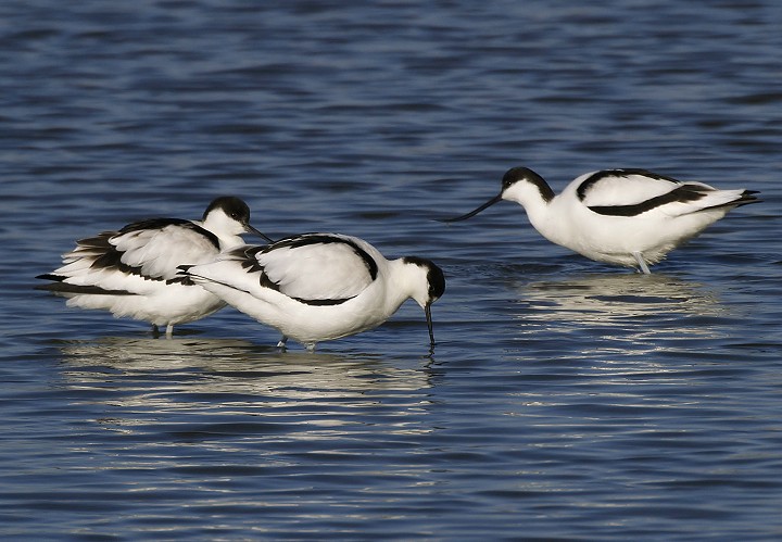 Avocette