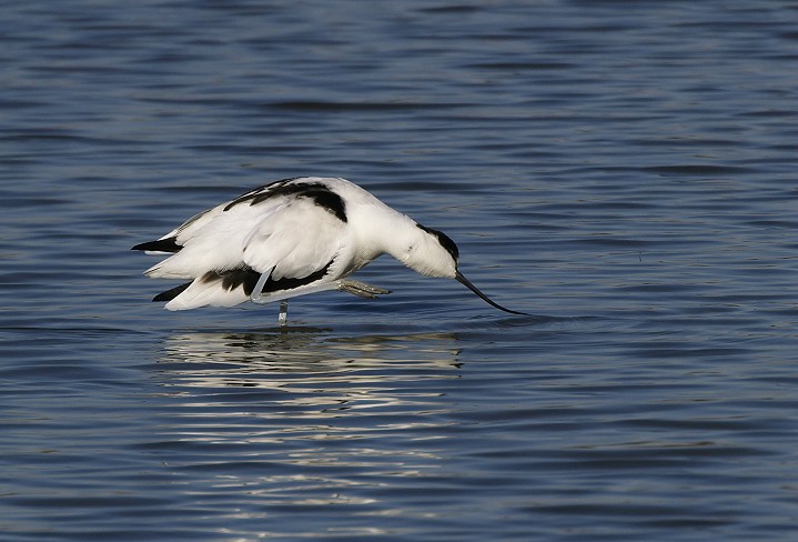 Avocette