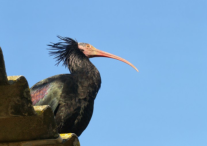 ibis