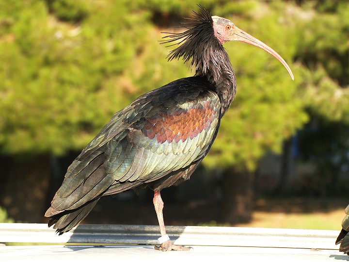 ibis