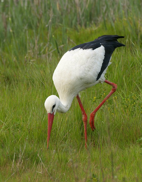 Cicogna