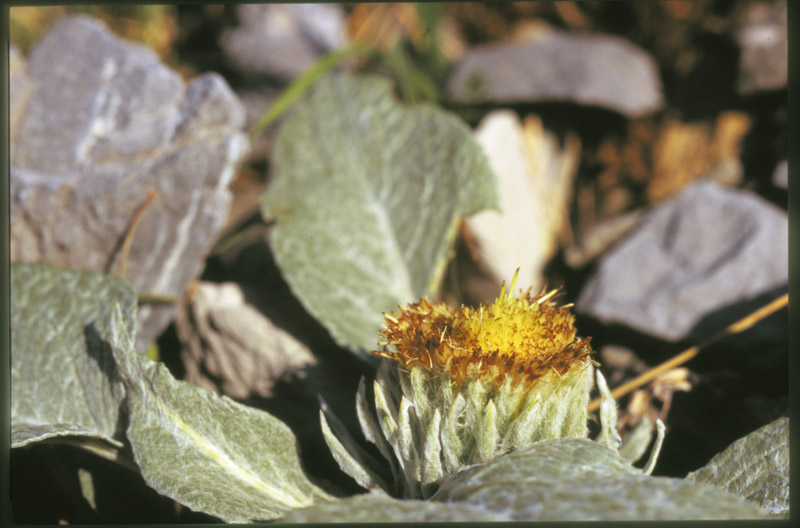 Berardia lanuginosa (=B.subacaulis) / Berardia
