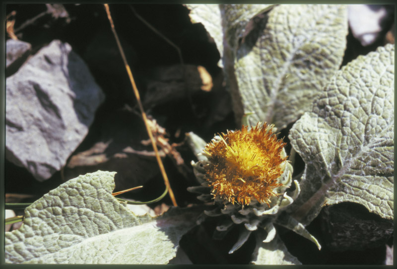Berardia lanuginosa (=B.subacaulis) / Berardia