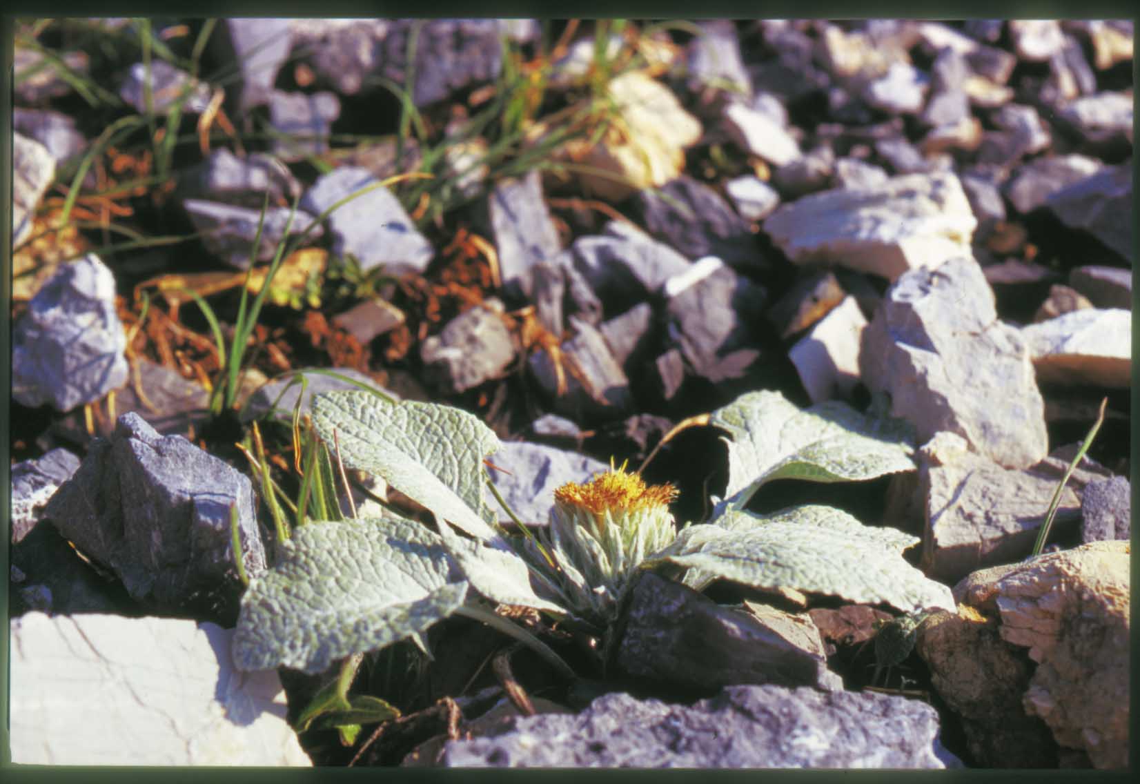Berardia lanuginosa (=B.subacaulis) / Berardia