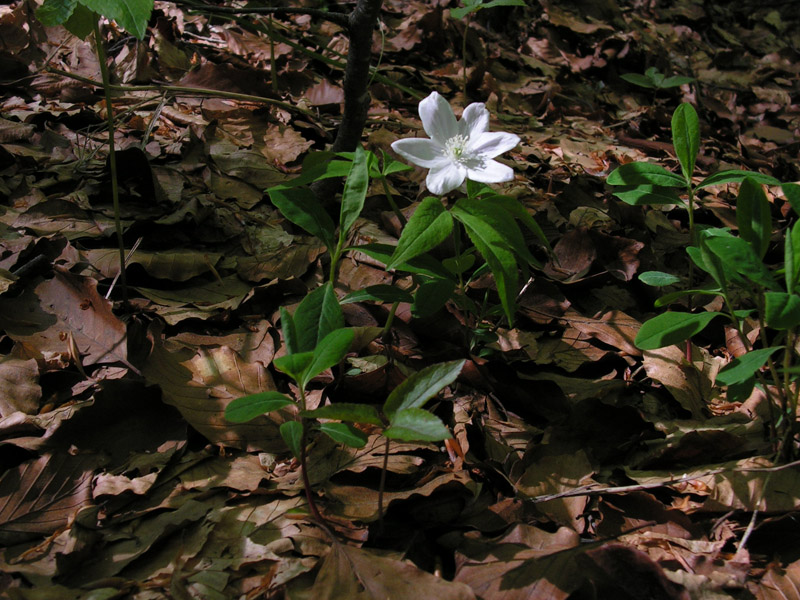 Anenome trifolia