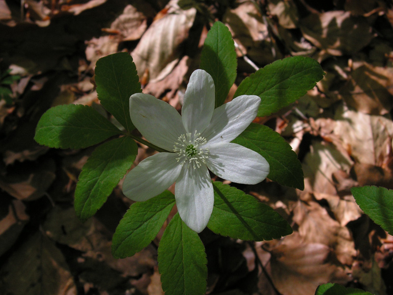 Anenome trifolia