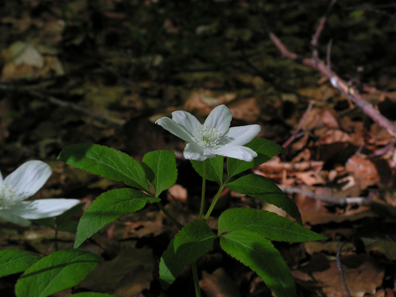 Anenome trifolia