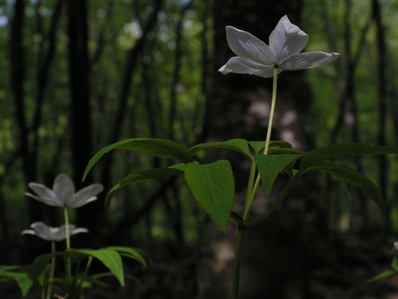 Anenome trifolia