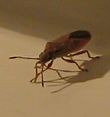 Arocatus roeselii