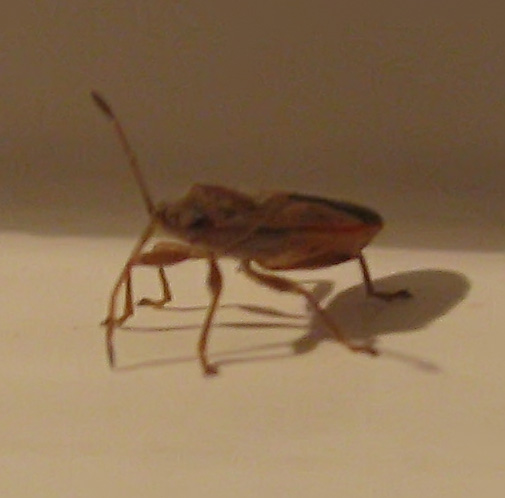 Arocatus roeselii