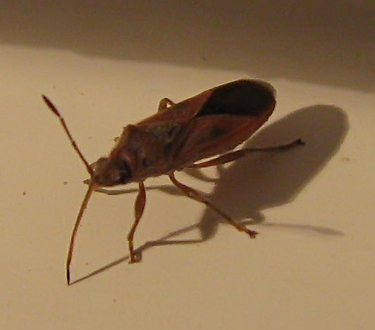 Arocatus roeselii