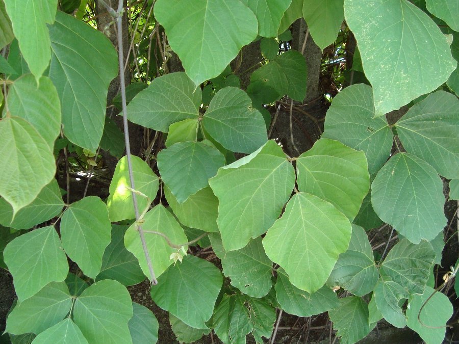 Pueraria lobata