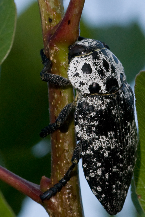 identificazione: Capnodis cariosa