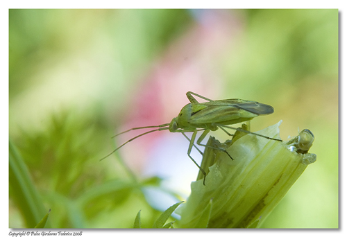 Calocoris sp.