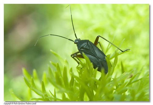 Calocoris sp.