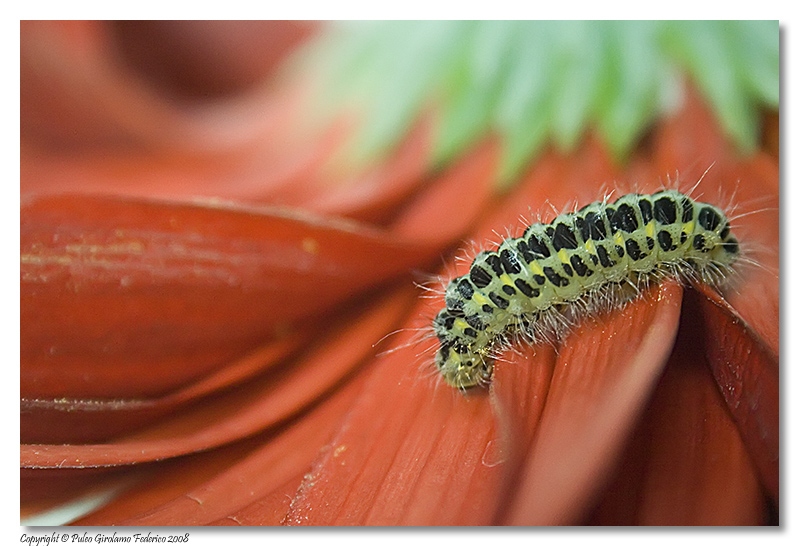 Bruco di Zygaena filipendulae (Zygaenidae)