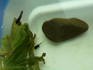 Riconoscimento girini Bufo bufo o Bufotes viridis??