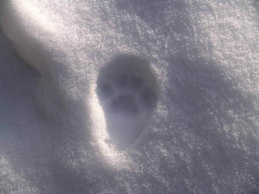 Mustelide?