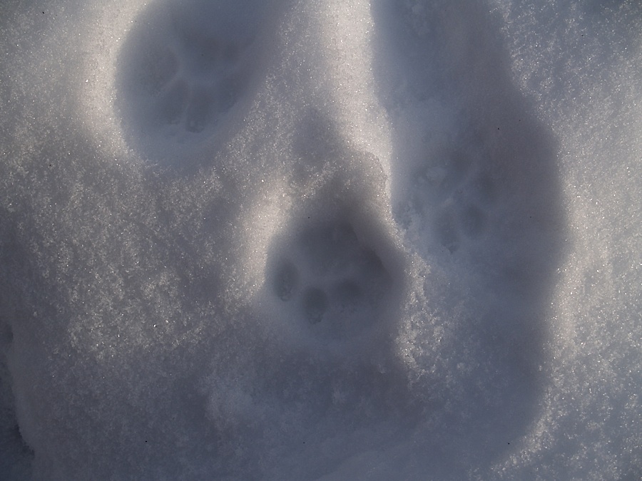 Mustelide?