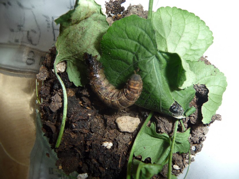 Identificazione bruco - Noctuidae