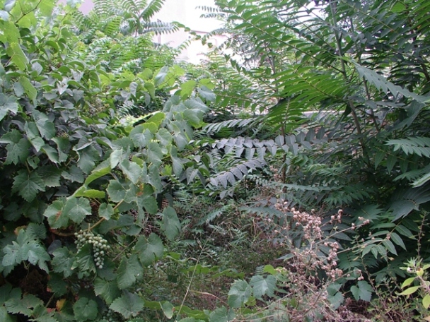 Ailanthus altissima