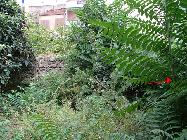 Ailanthus altissima