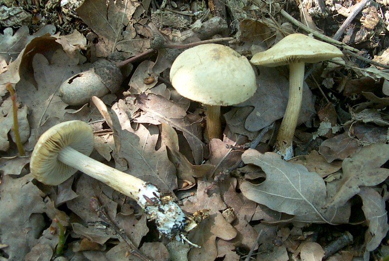 Agrocybe sororia s.l.