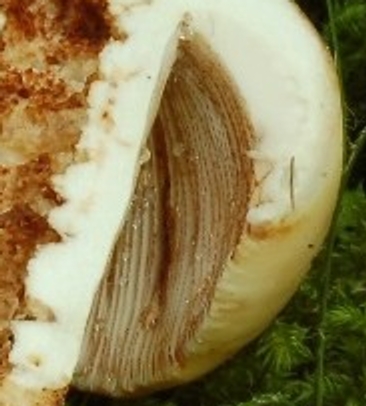 Del 4 luglio (2) (cfr. Russula illota)