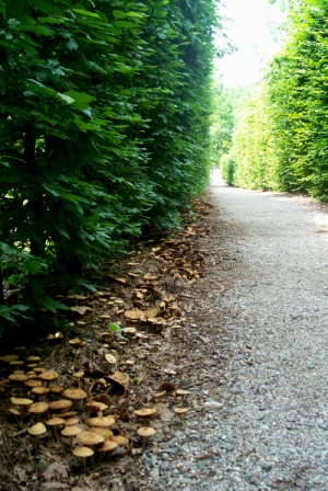 Agrocybe sororia s.l.