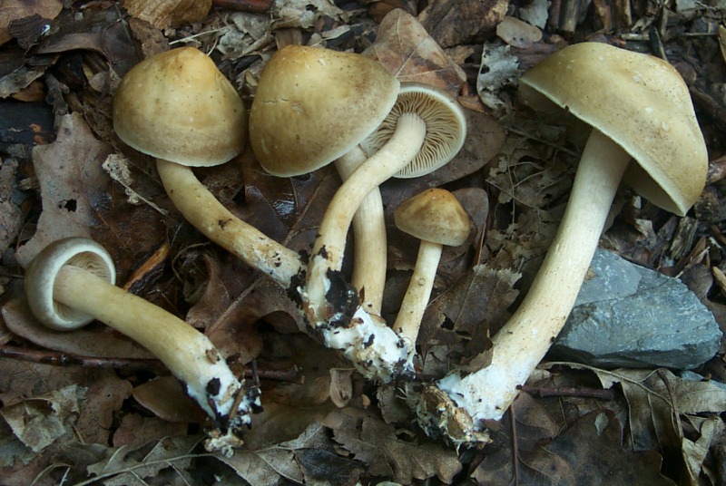 Agrocybe sororia s.l.
