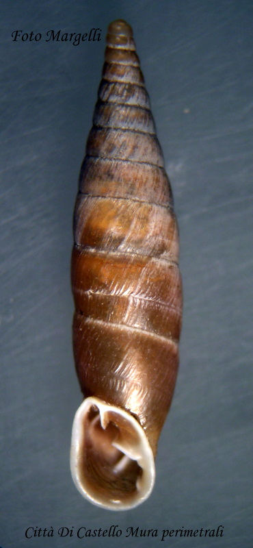 Cochlodina incisa (Kster, 1876)