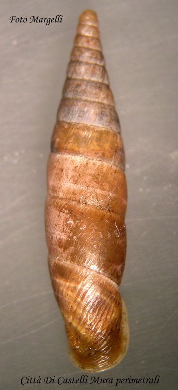 Cochlodina incisa (Kster, 1876)