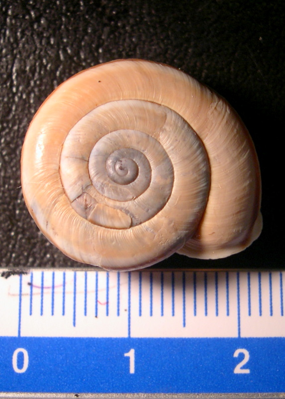 Chilostoma (Chilostoma) cingulatum anconae(Gentiluomo, 1868)