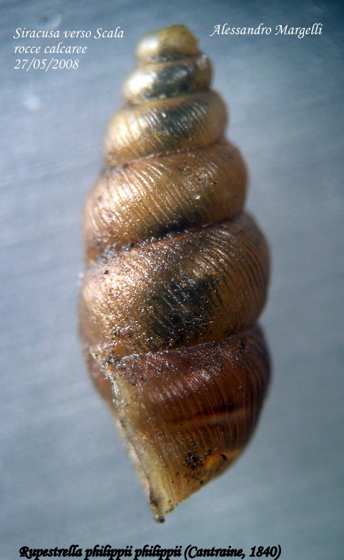 Rupestrella philippii philippii (Cantraine, 1840)