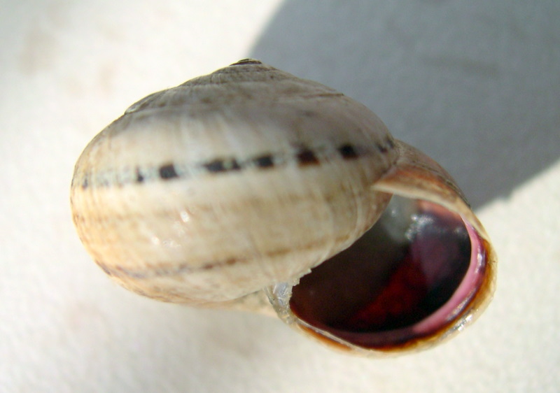 Cernuella (xeroamanda) caruanae