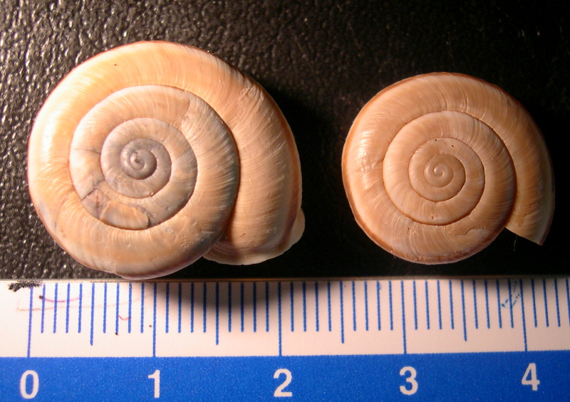 Chilostoma (Chilostoma) cingulatum anconae(Gentiluomo, 1868)