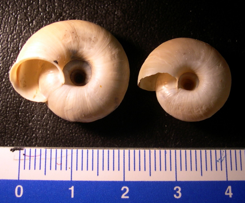 Chilostoma (Chilostoma) cingulatum anconae(Gentiluomo, 1868)