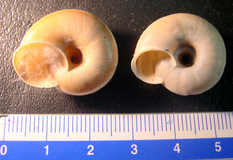 Chilostoma (Chilostoma) cingulatum anconae(Gentiluomo, 1868)