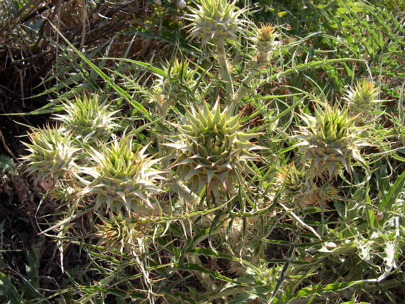 Cernuella (xeroamanda) caruanae