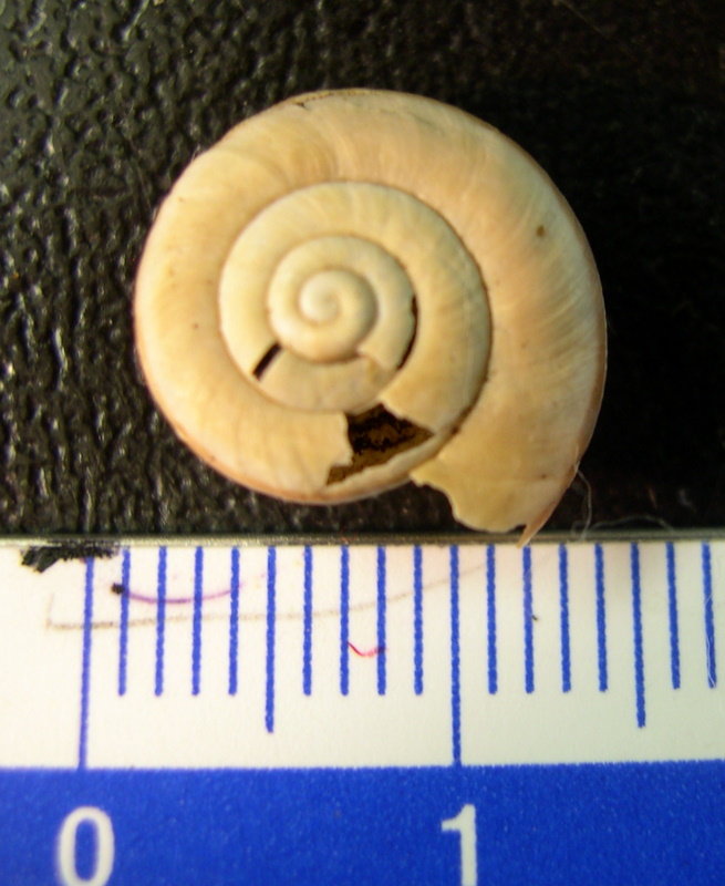 Chilostoma (Chilostoma) cingulatum anconae(Gentiluomo, 1868)