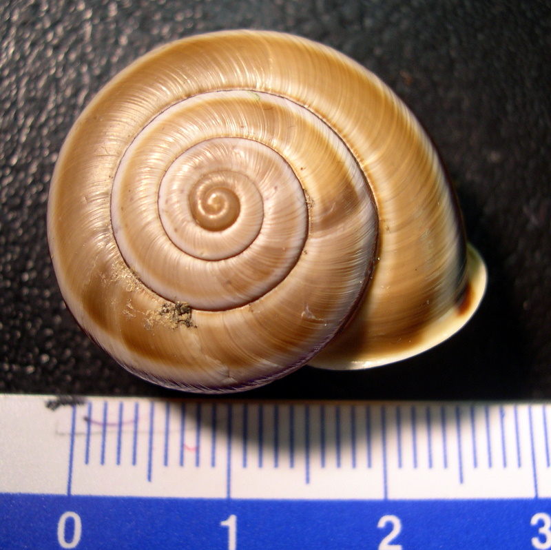 Chilostoma (Chilostoma) cingulatum anconae(Gentiluomo, 1868)