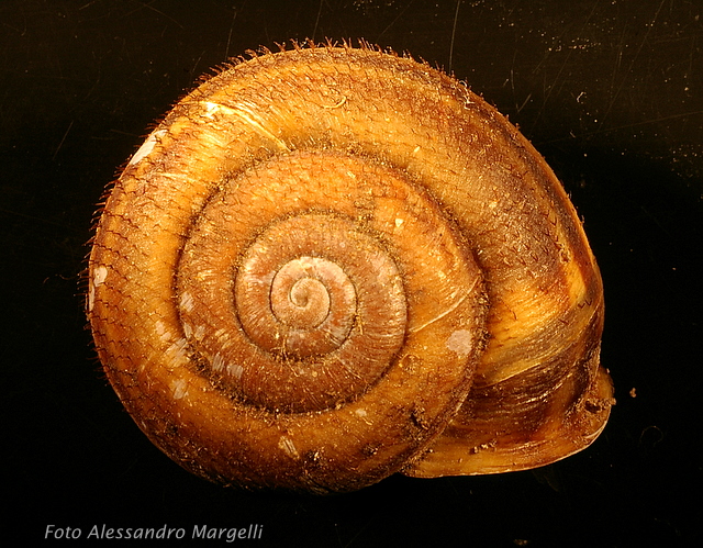 Chilostoma (Campylaea) planospira var. neapolitana